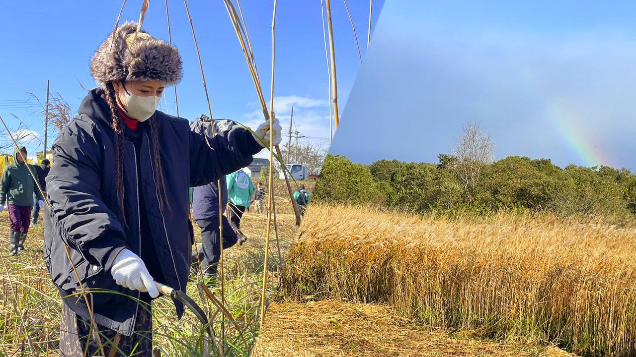 開催まで500日! SDGsに貢献する2025年関西万博ユニフォームの生地に使用 ヨシ刈り体験